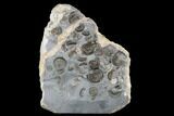 Ammonite (Promicroceras) Cluster - Marston Magna, England #176361-1